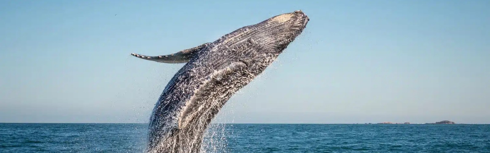 Whale Watching Tours