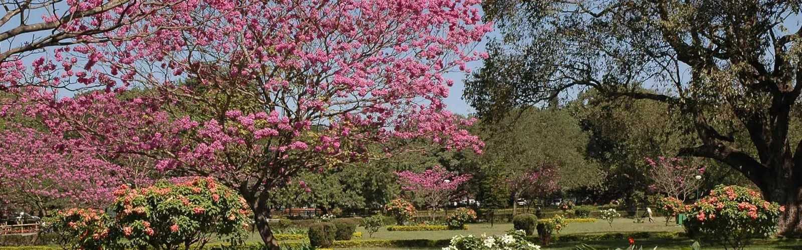 Cubbon Park