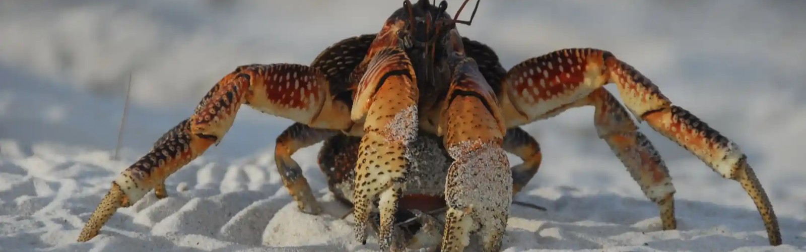 See Coconut Crabs