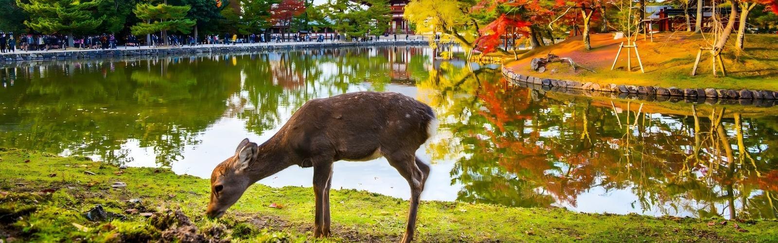 Nara Park