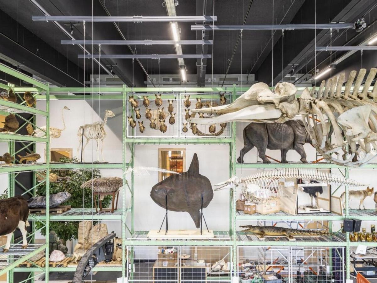 Dinosaur Evolution and Extinction: The Mystery of Life