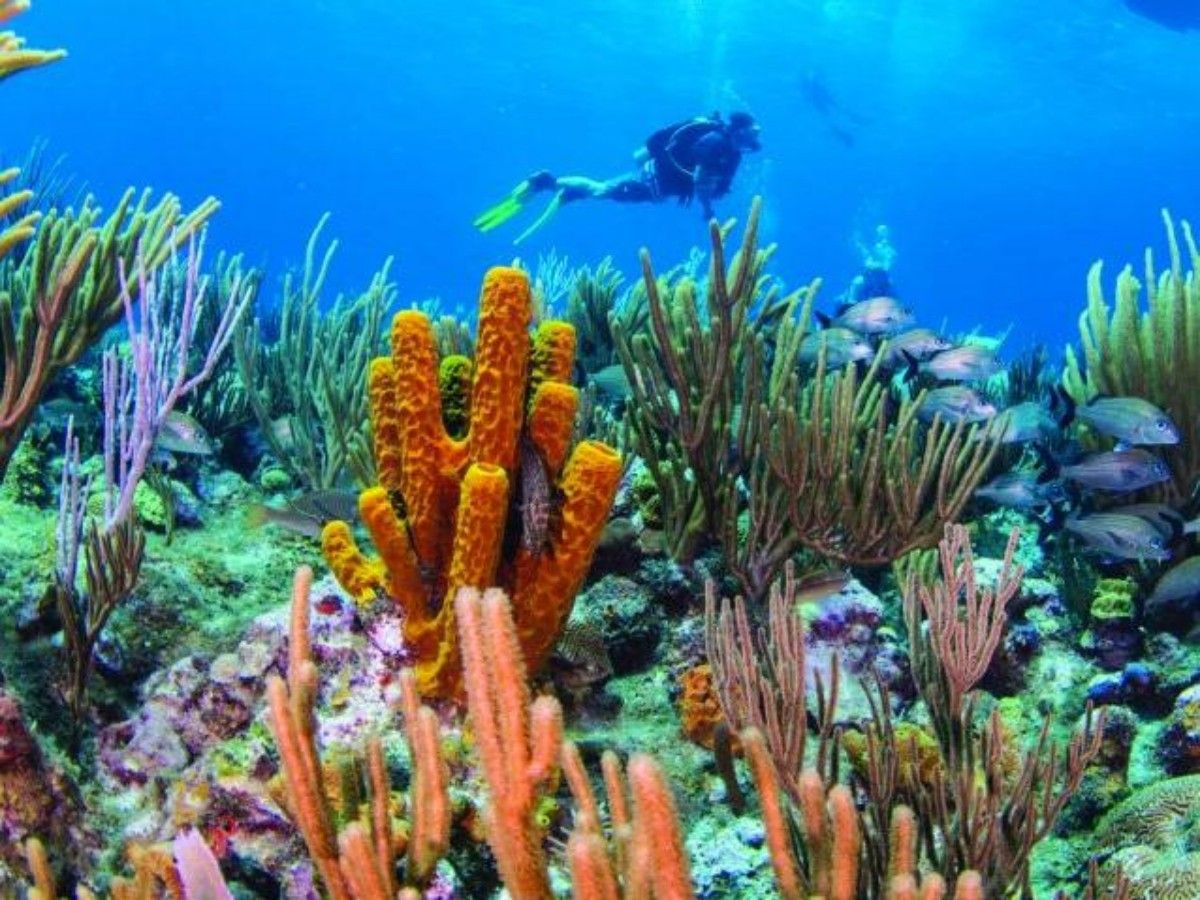Undersea Wonders 1: Rainbow Coral Array