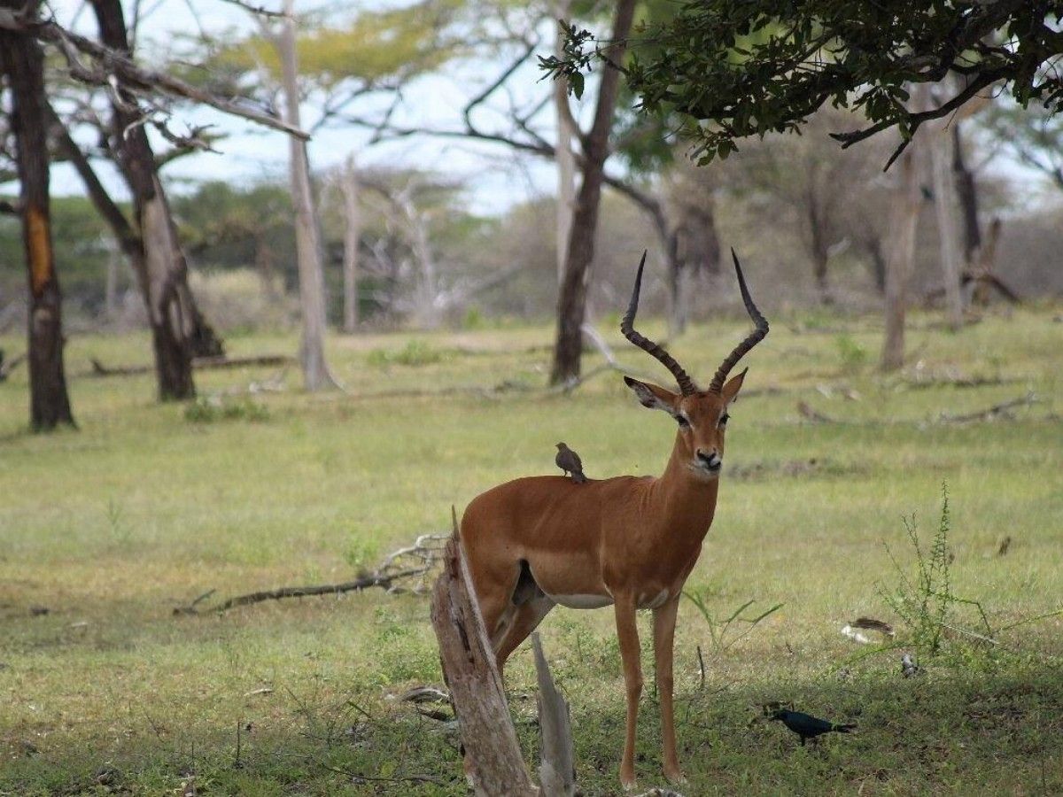 Ultimate experience: walking with the anti-poaching patrol