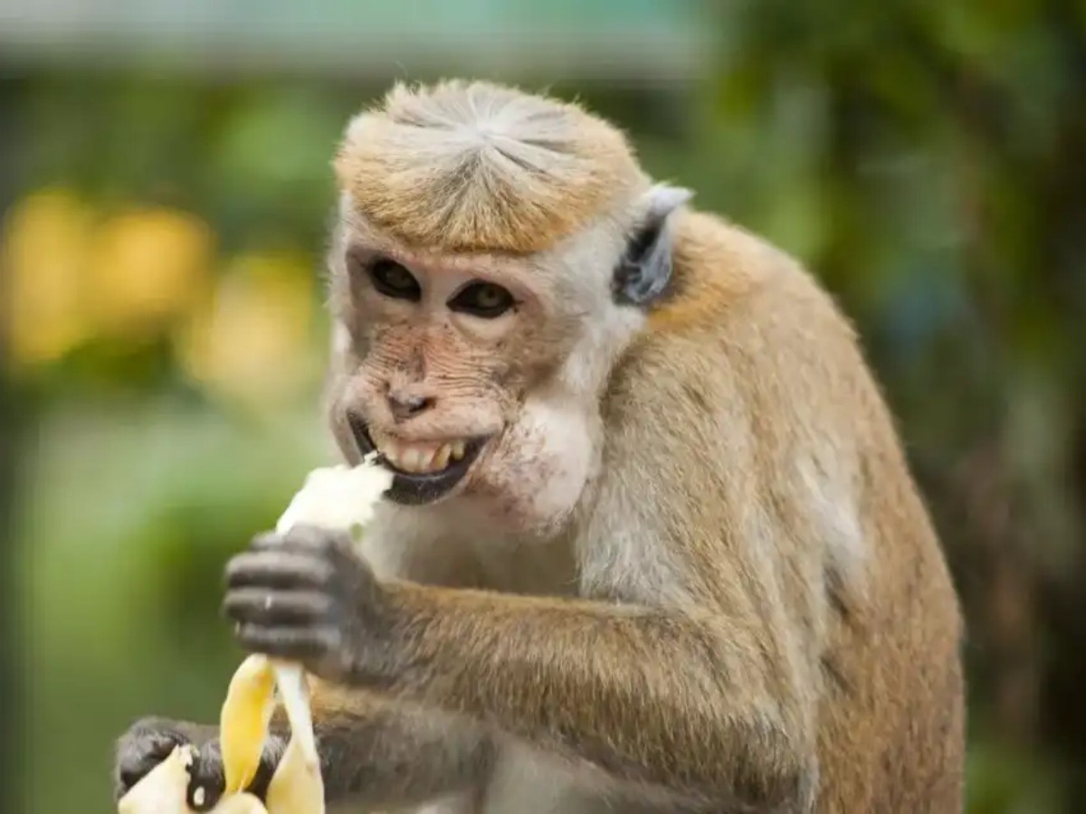 Monkey Fun: Clever and witty little elves of the jungle