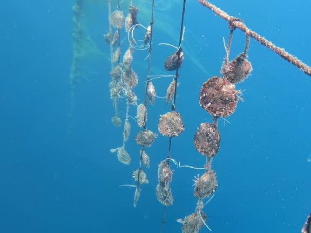 2. The unique "Pearl Picking by Hand" experience