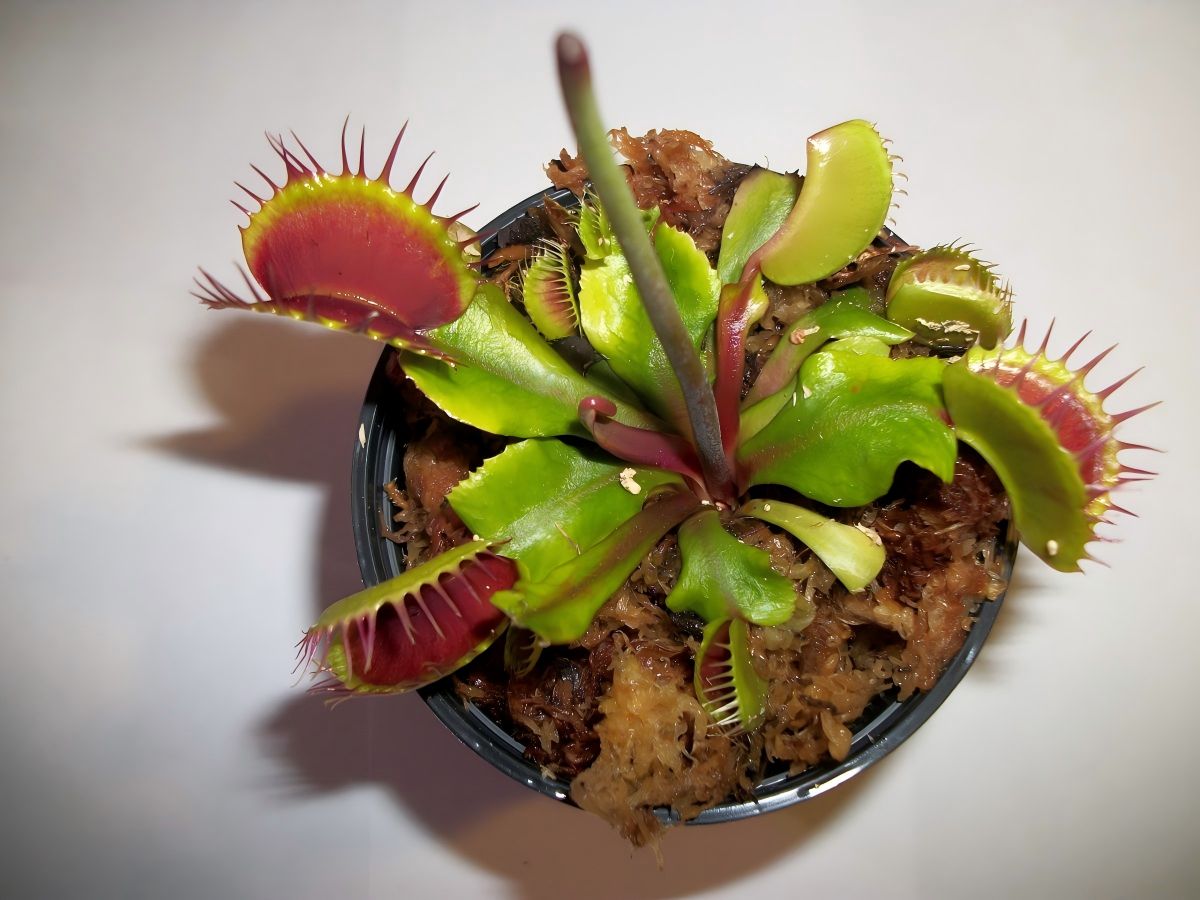 Dionaea muscipula