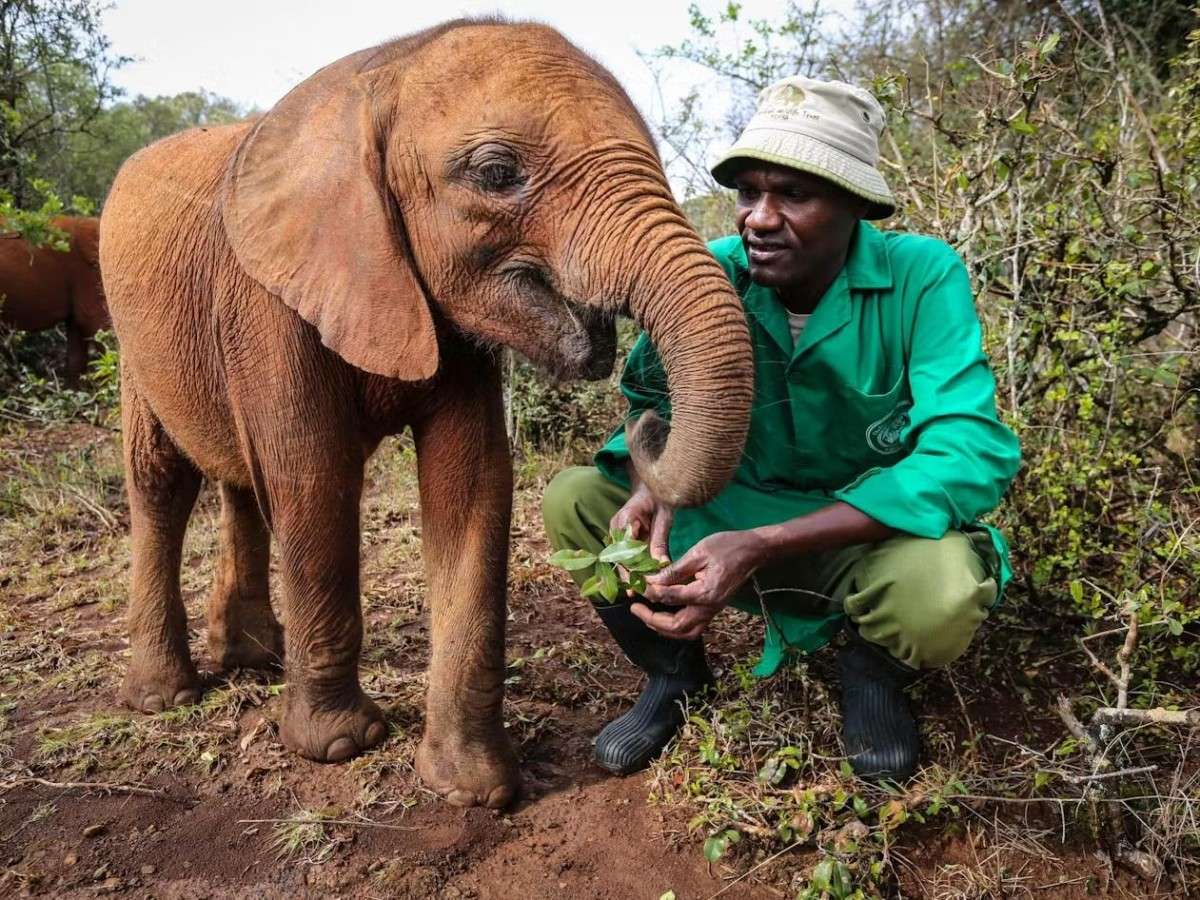How to visit the Elephant Orphanage