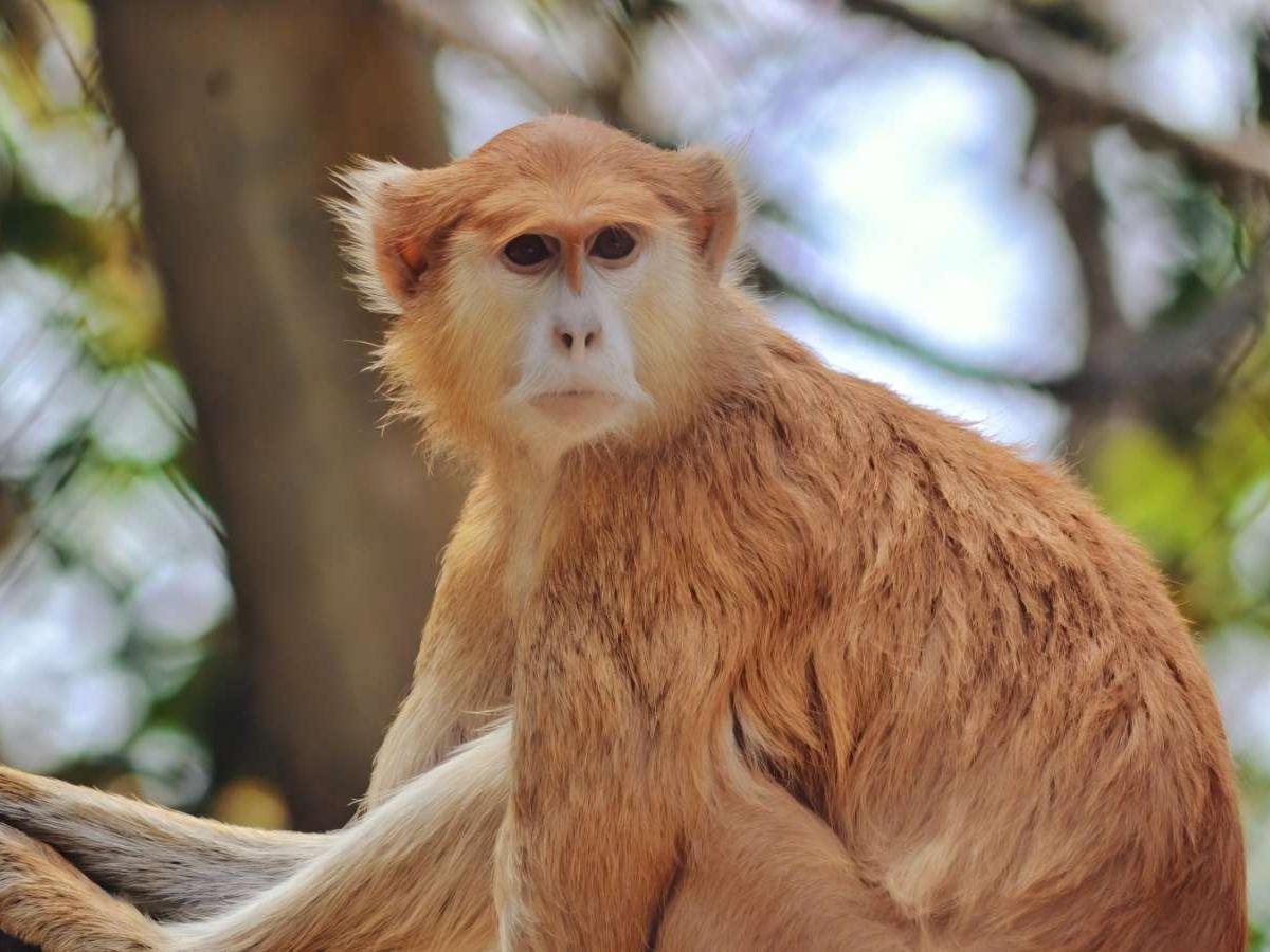 Rare Animals Revealed: Experience the Wonders of Life Up Close