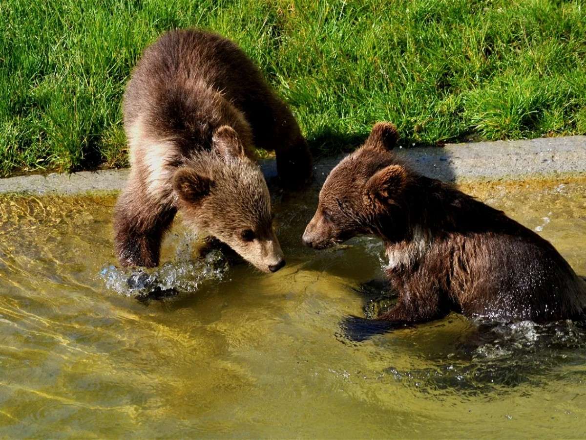 Medium-distance interaction: understand the daily life of the bears and feel their cleverness and cuteness!