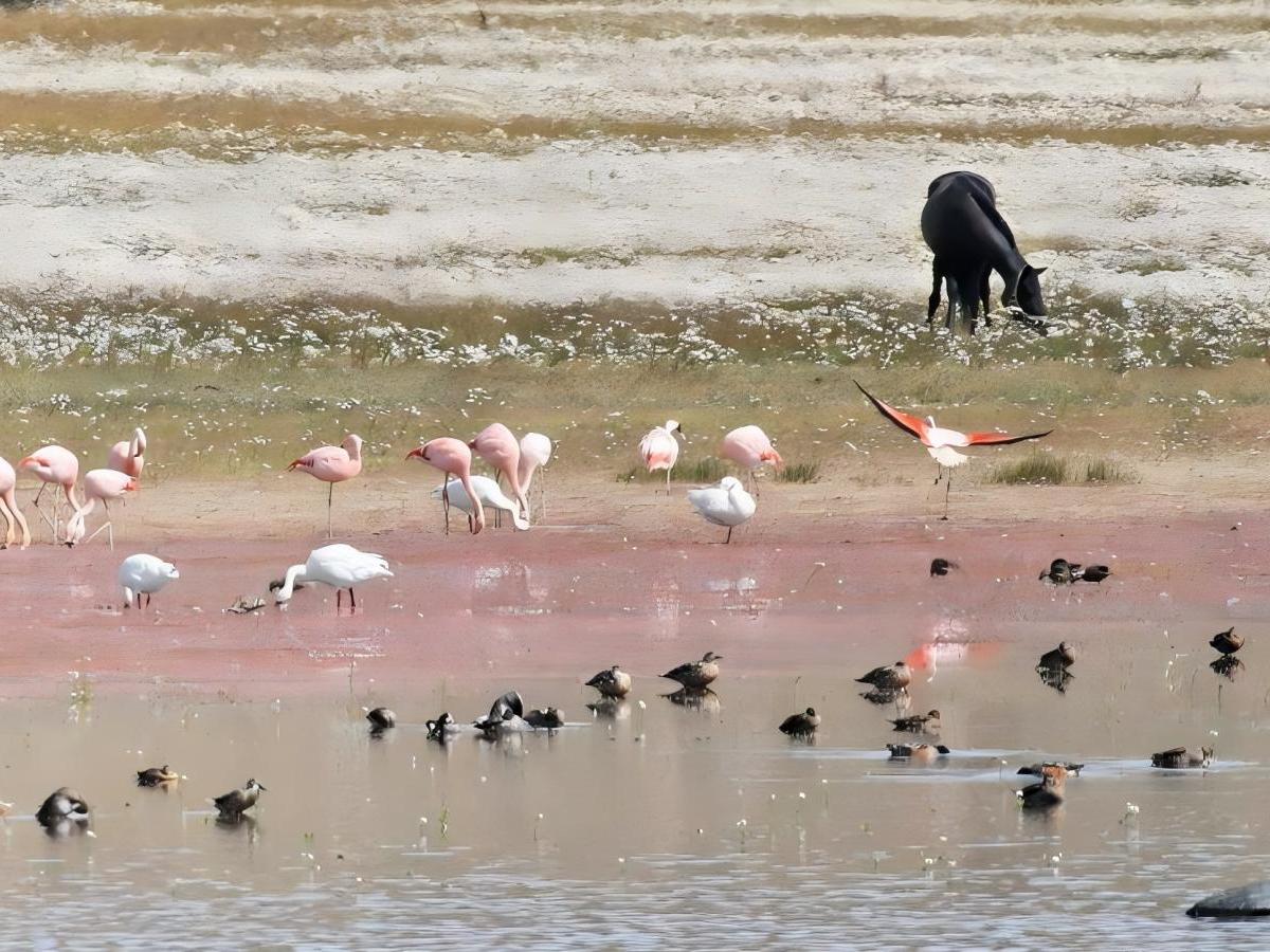 Ecological Mysteries: A Symbiotic Stage for Nature and Life