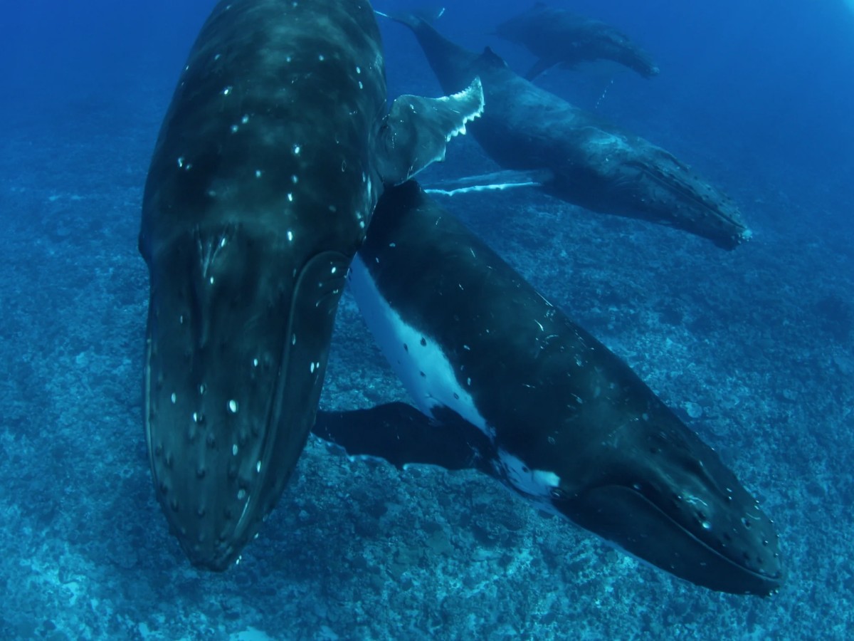 Experience the beauty of whale watching in various ways