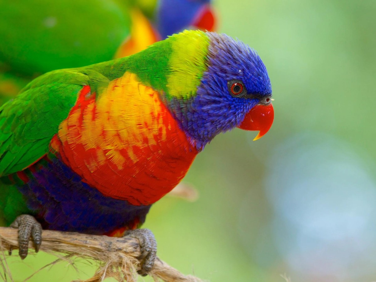 Dance with parrots and experience the colorful world