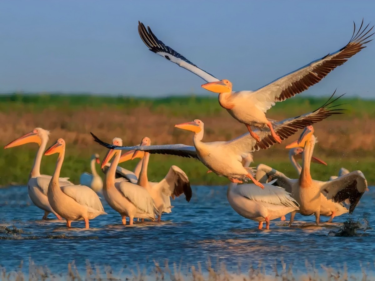Herds of wildlife