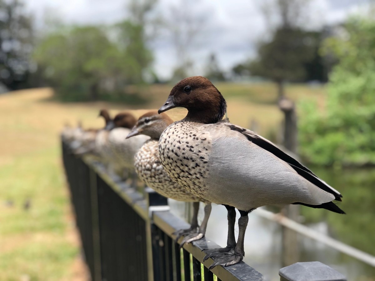 Close-up view of crocodiles, kookaburras and Tasmanian demons