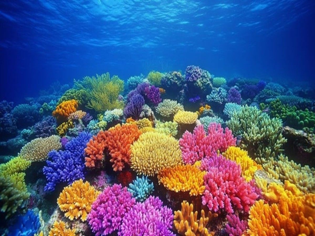 Why choose Palmerston Island for snorkeling?