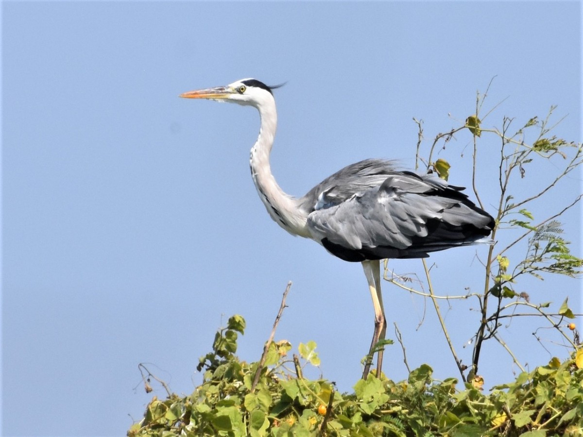 [Play method 3] Ultimate bird watching experience - a paradise for migratory birds