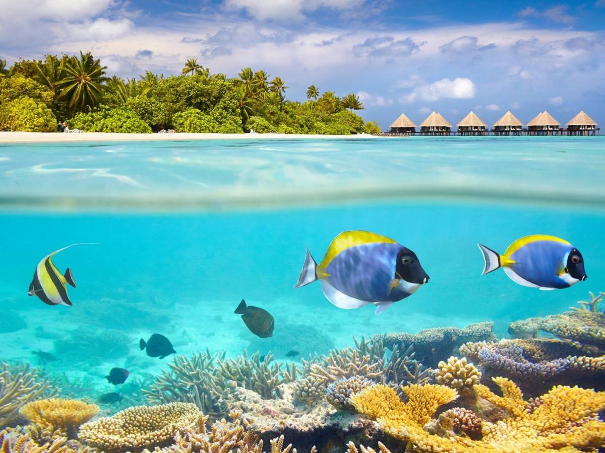 Adventure Tour, Release Your Adventurous Soul