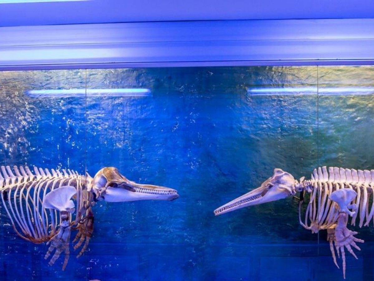The echo of the ocean flows from the exhibits