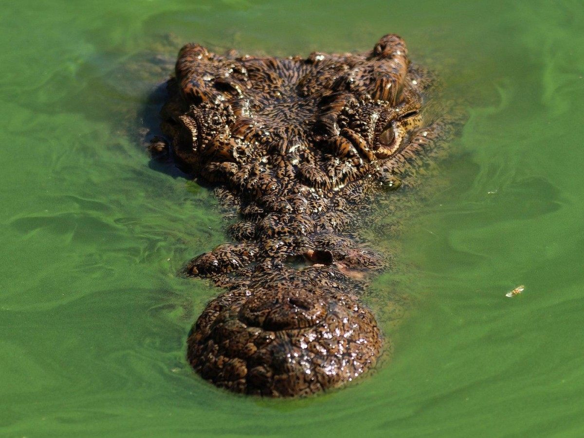 Crocoparc Agadir, a hidden treasure for family travel