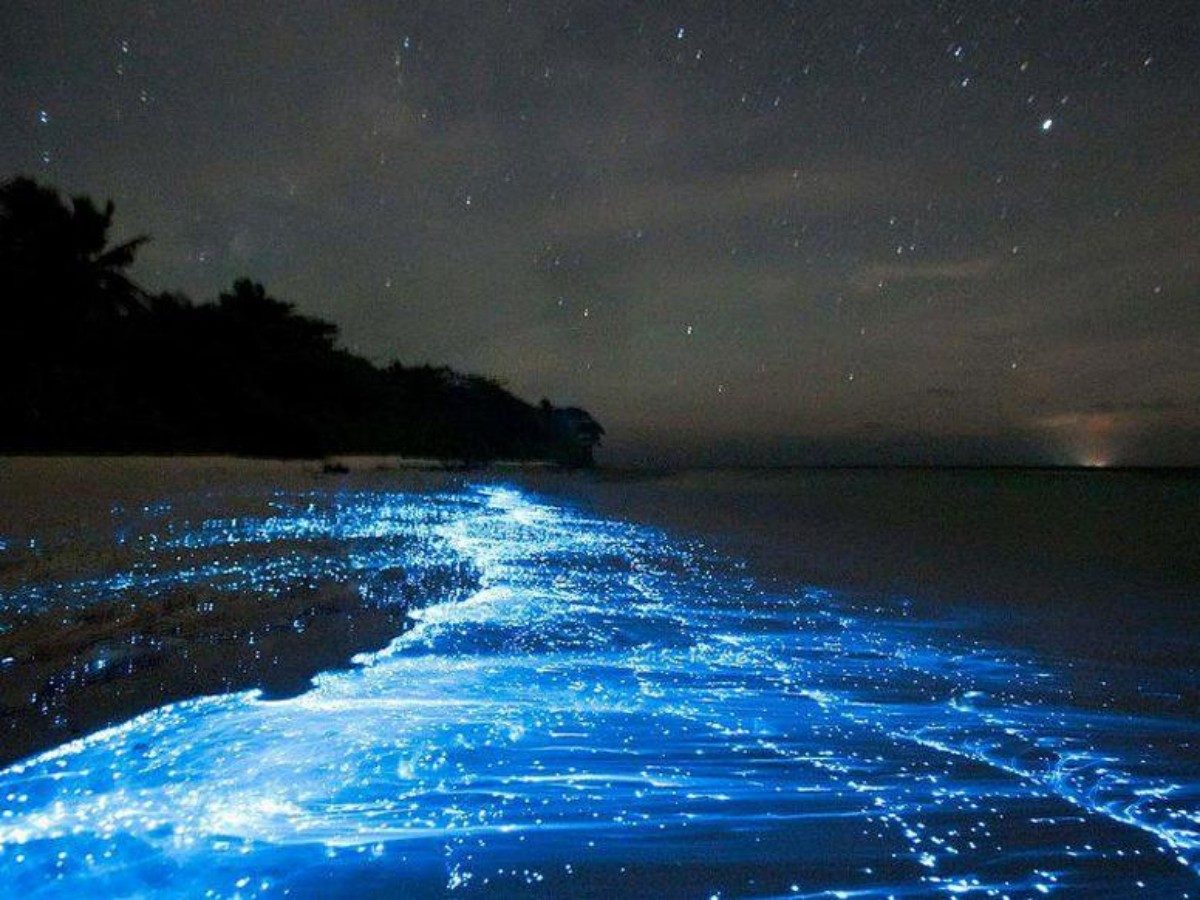 1. The natural secret of the mysterious blue light: the magical light of tiny organisms