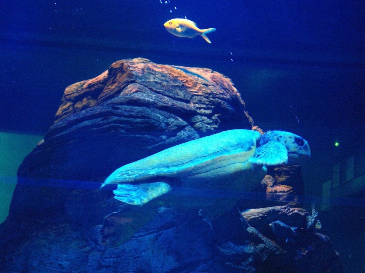 3. Cute gathering place: daily life of penguins, sea otters and capybaras