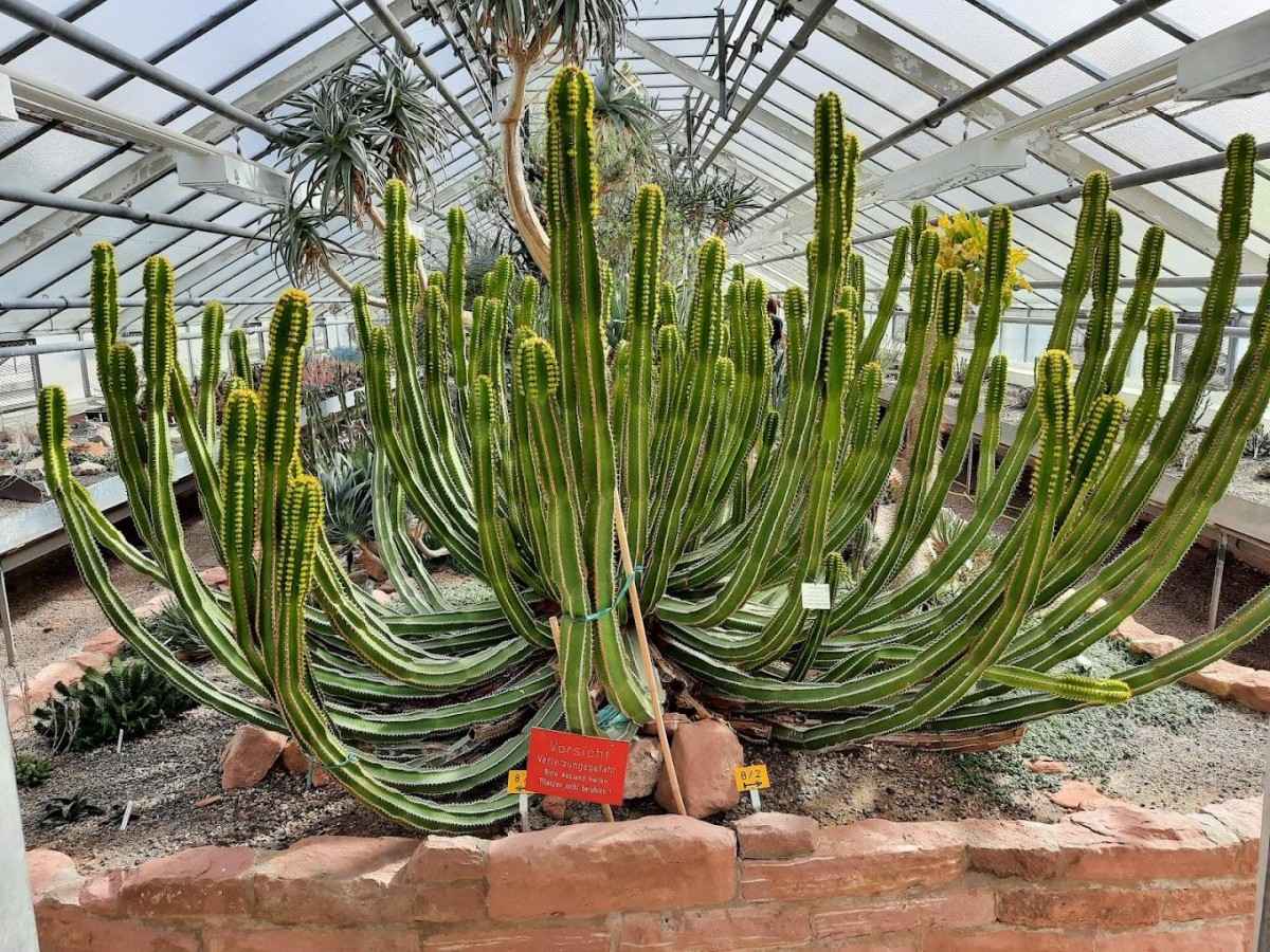 3. Dracula Vine - A Killer Who Specializes in Sucking Tree Blood
