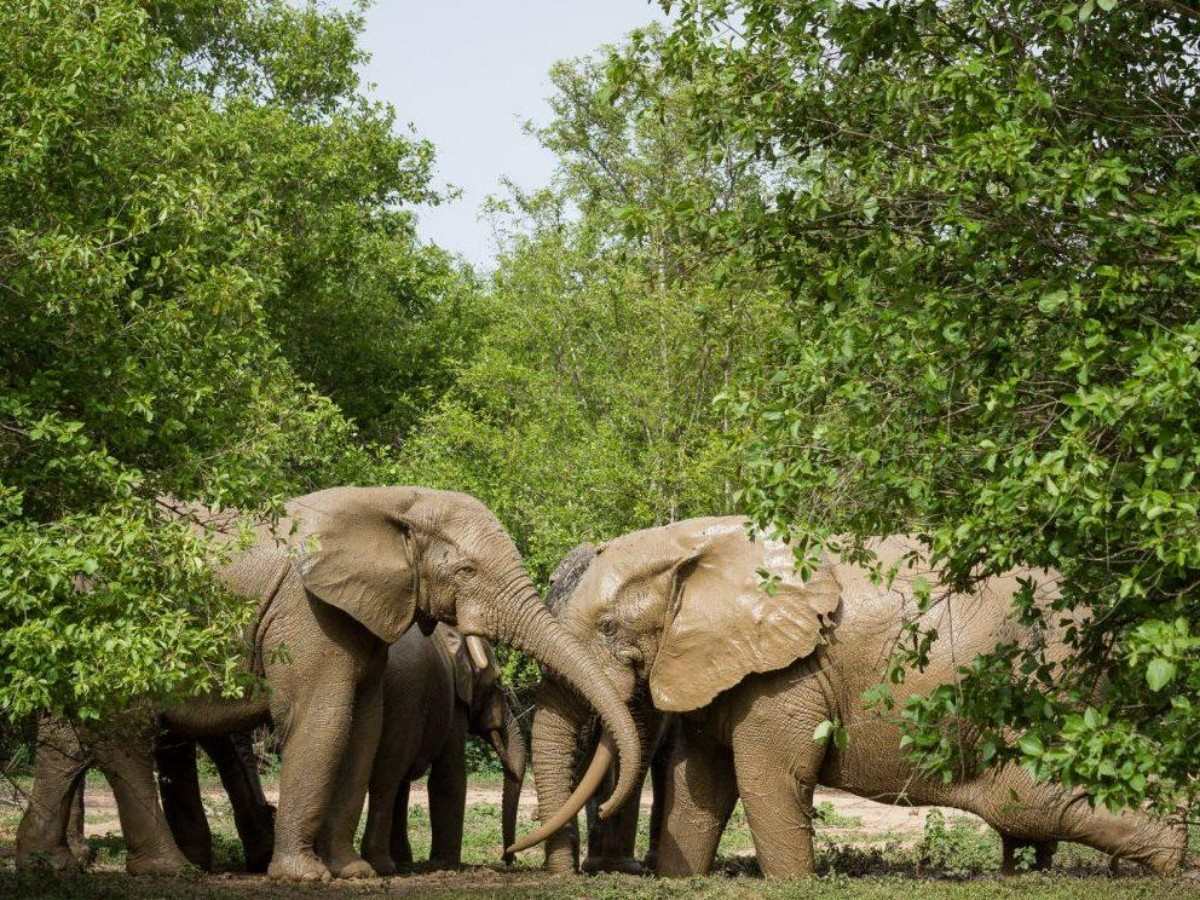 Safari experience: walking to see animals is the highlight