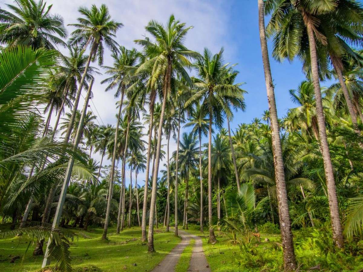 Chopping coconuts: the original connection between man and nature