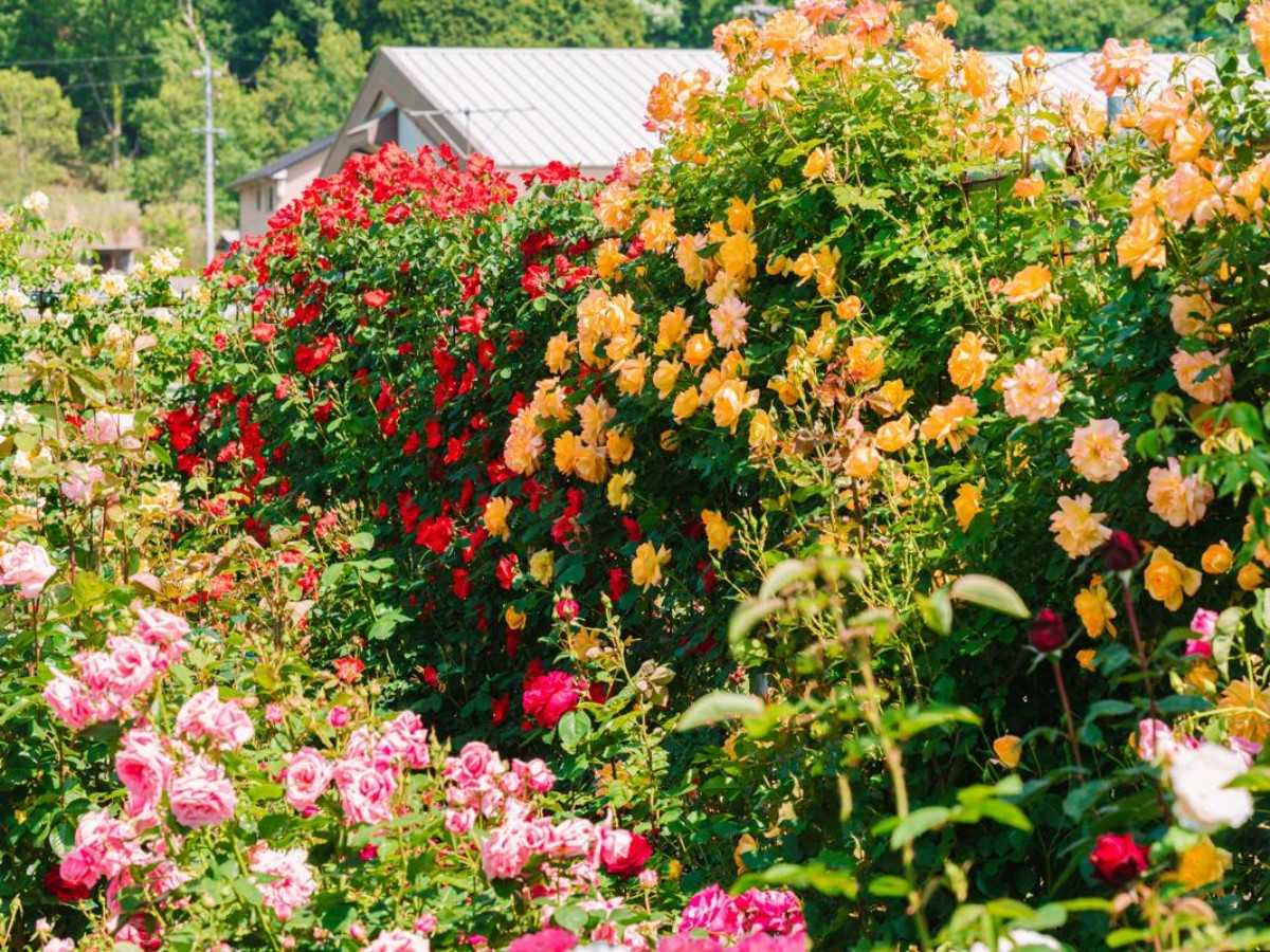 Romantic activities in the rose garden