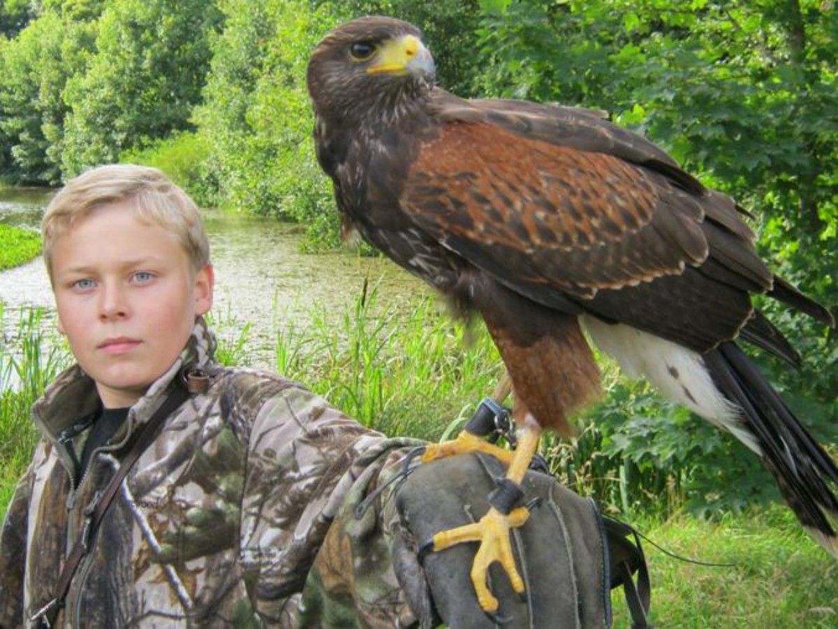 A raptor show that is not just "watching"