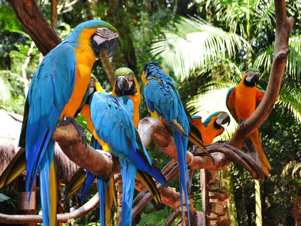 What's the difference between this place and a regular bird park?