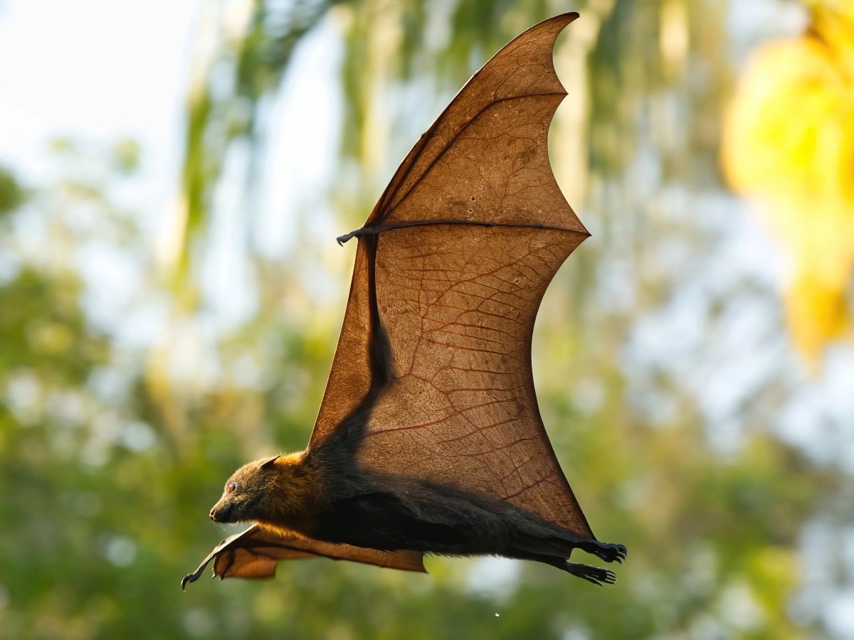 What is Flying Fox?