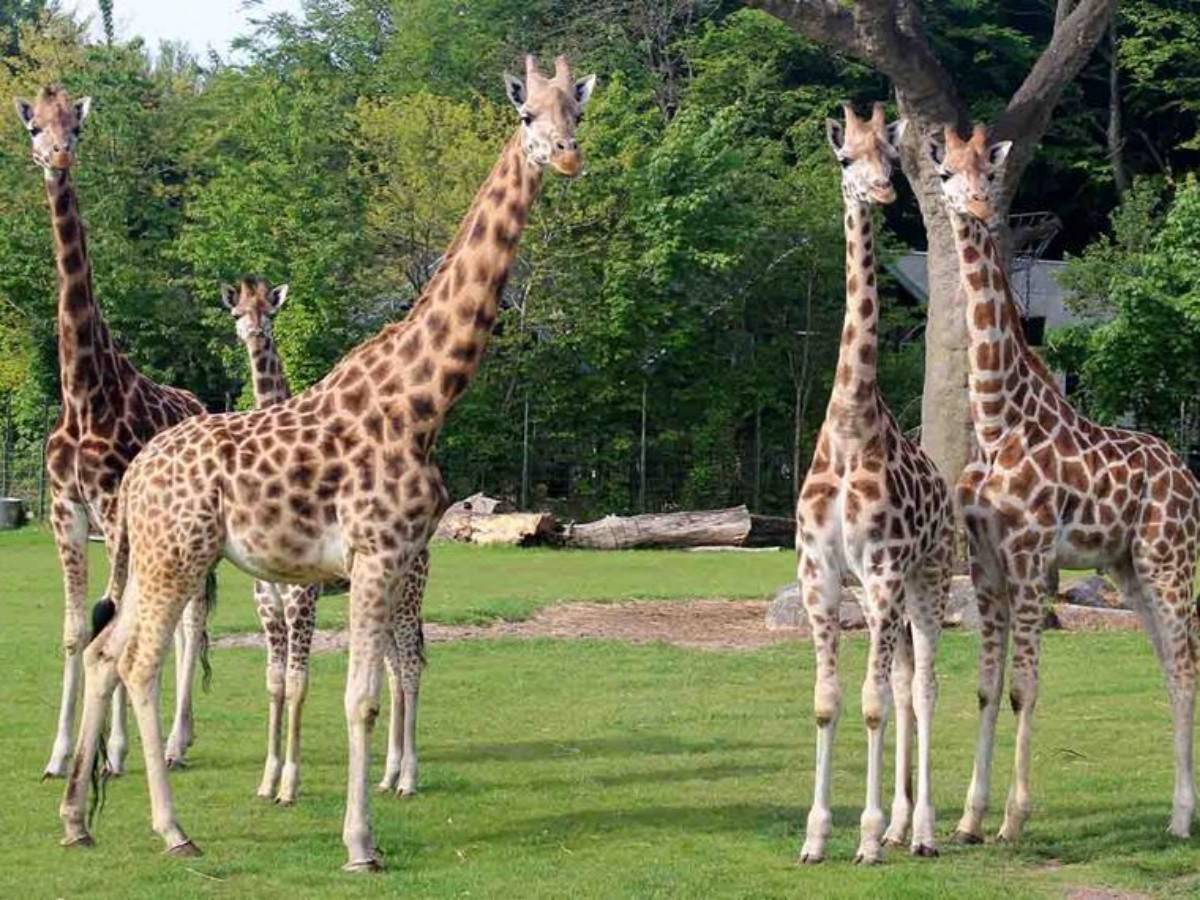 "Giraffe Tower": The best platform for feeding + selfies