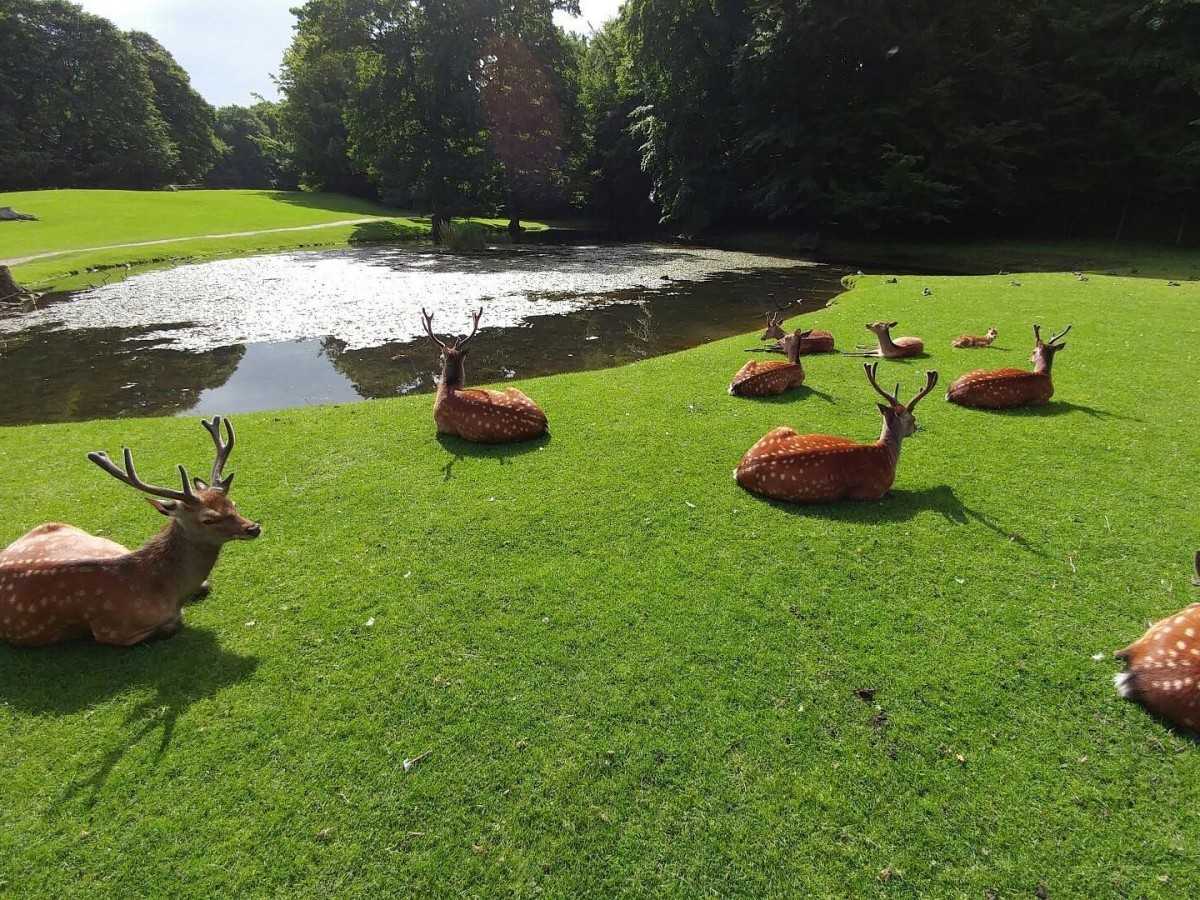 Highlights in the park