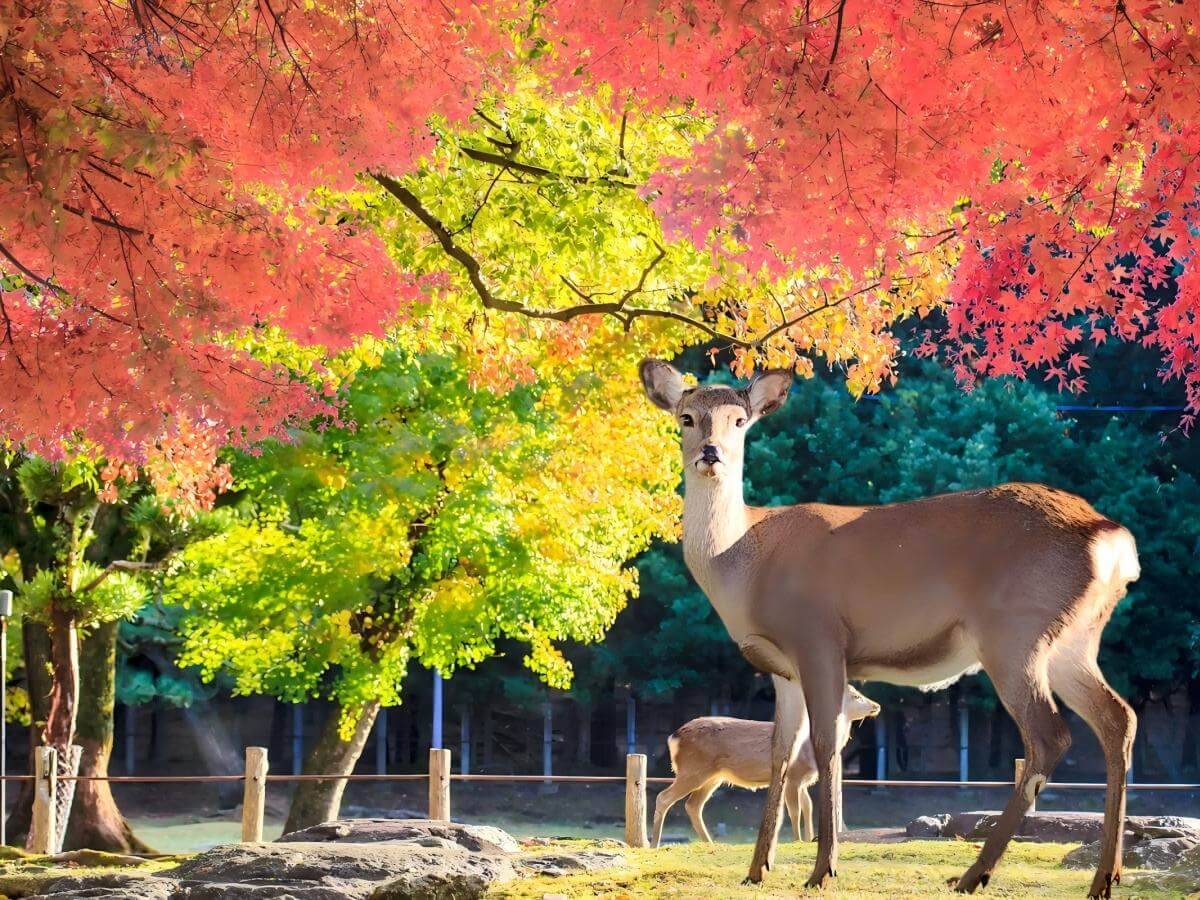 Encountering the adorable deer elves
