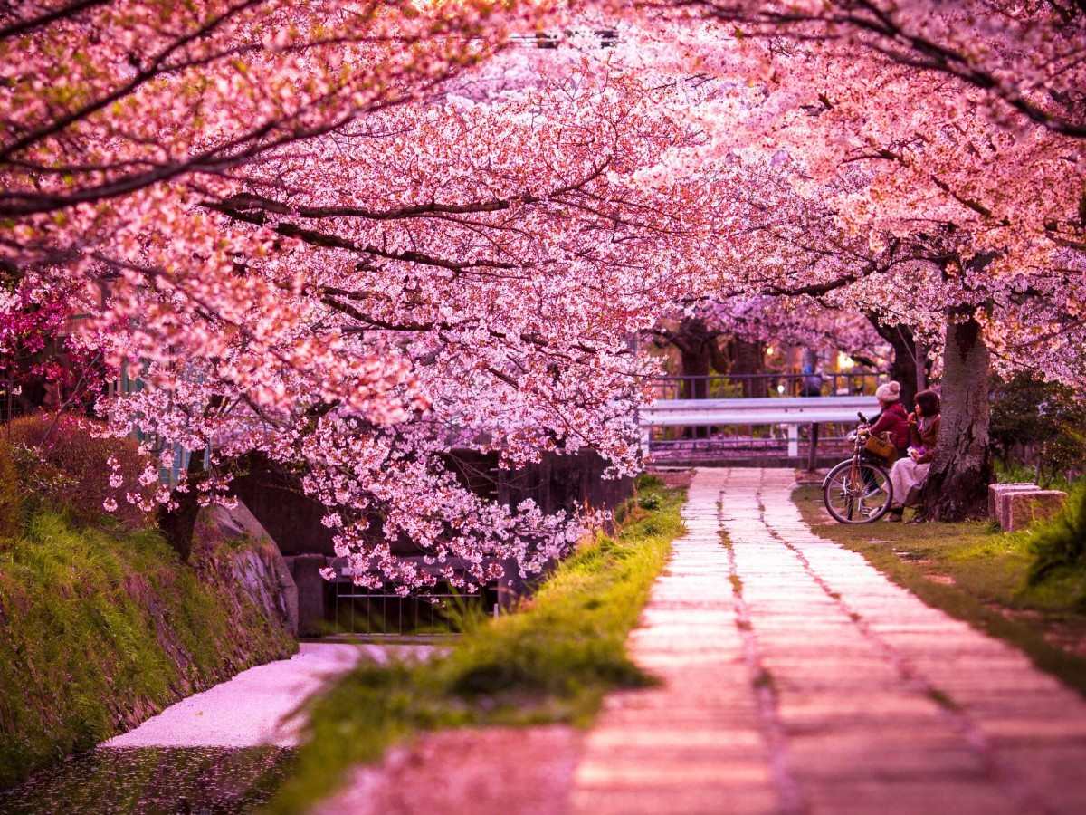 2. Spring cherry blossoms: the ultimate experience of pink romance