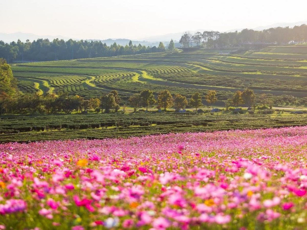 Third Stop: Fruit Picking: Experience the Joy of Rural Life