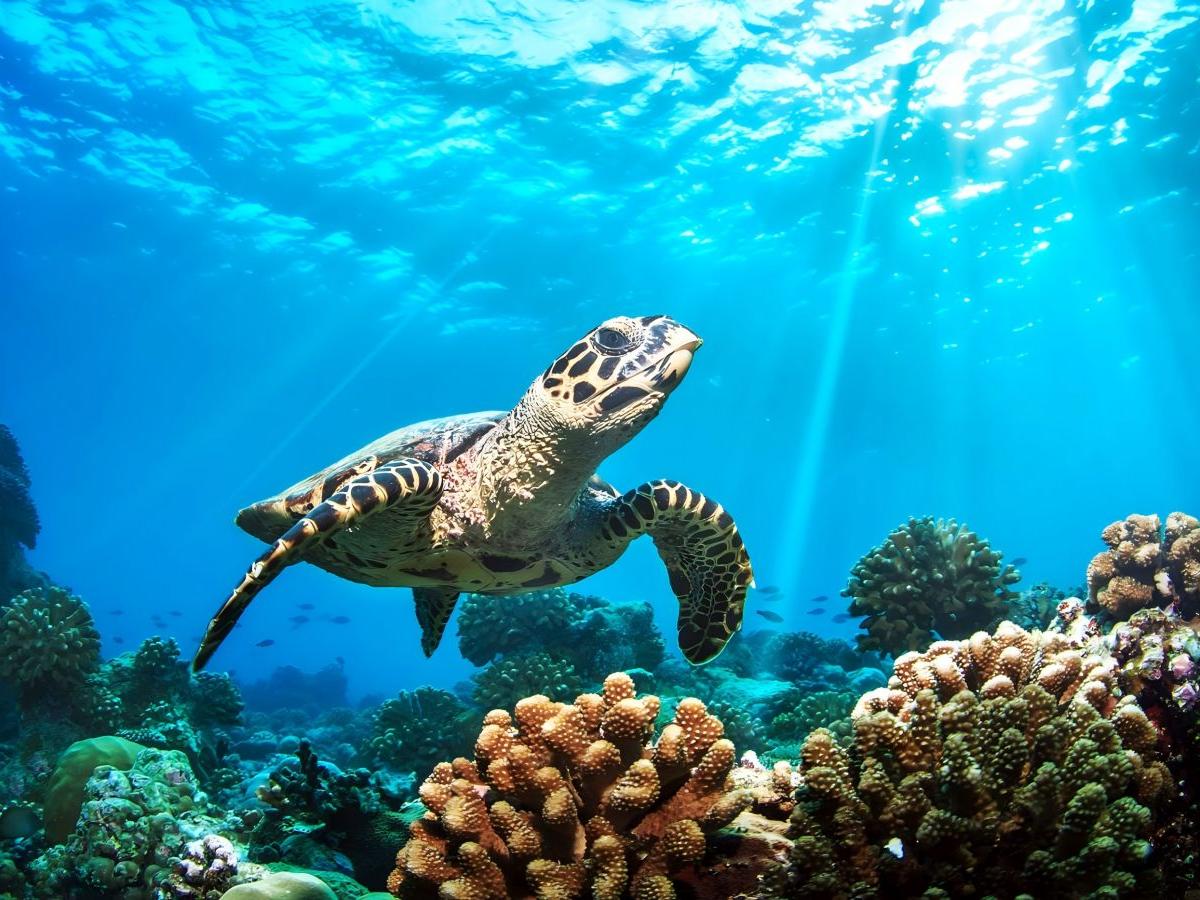 Interact with marine life