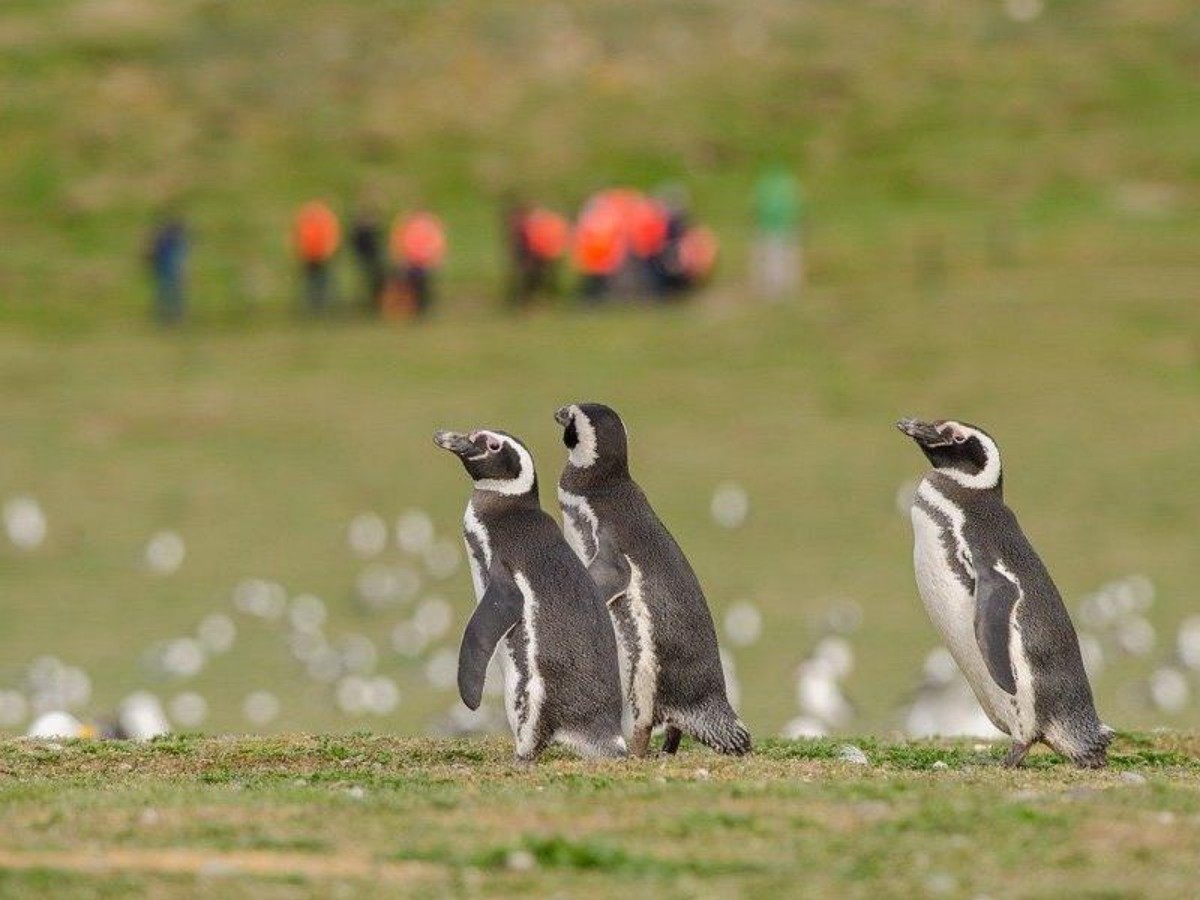 Practical tips: Get out of the "goose storm"