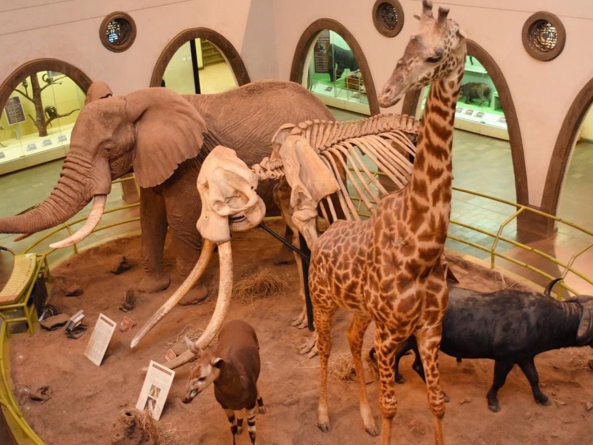 Basic information about the museum