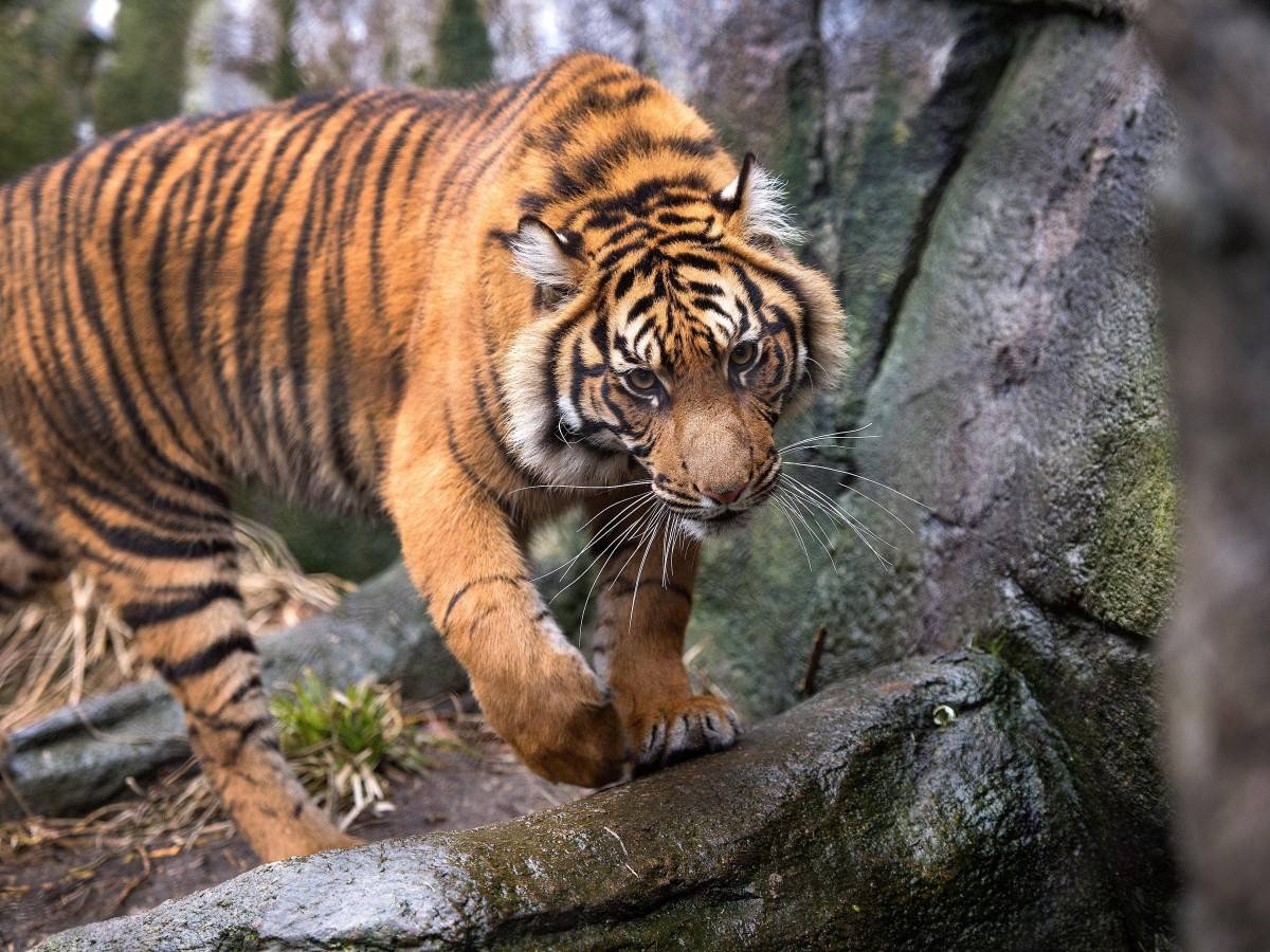 "Overnight at the Zoo": Spend the starry night with nocturnal animals