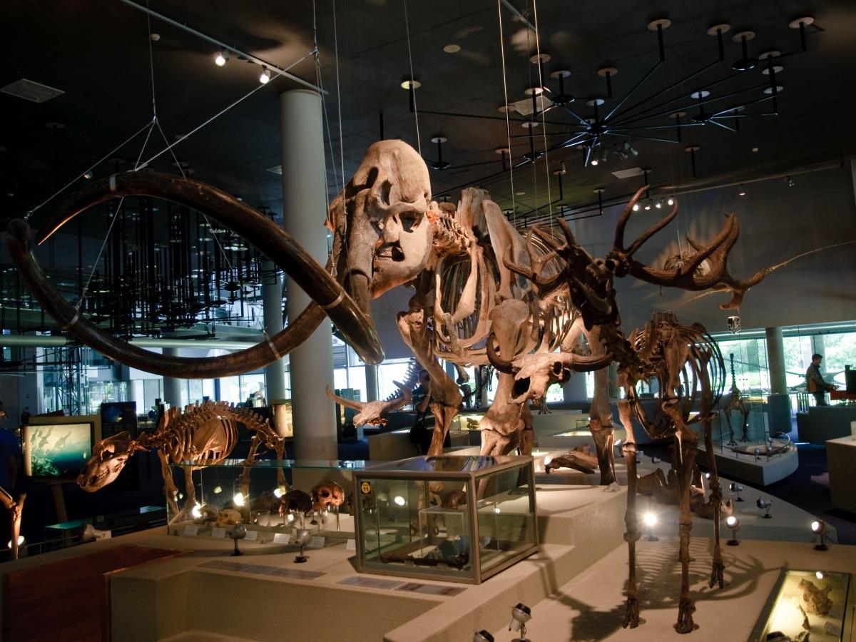 Resurrection of Dinosaurs: Combination of Science and Art