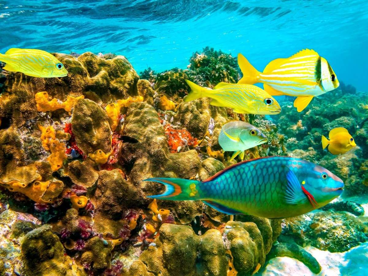 Fringing Reef: A miracle hidden under the sea