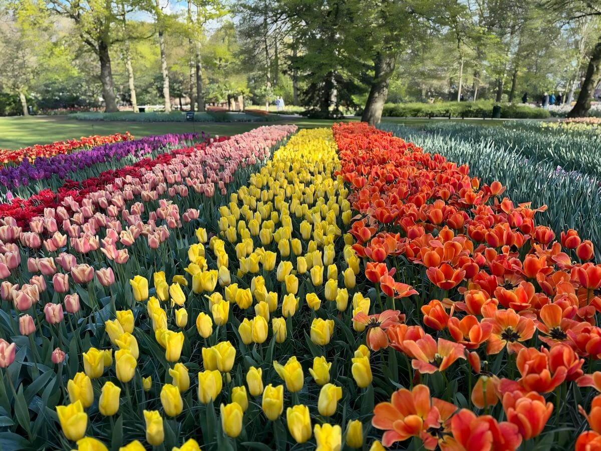 Characteristic flower area