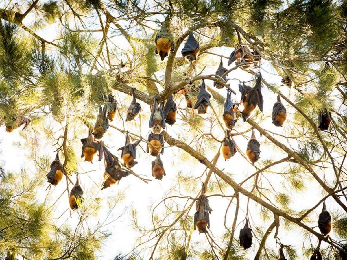 Ecological highlights: a feast of vision and knowledge