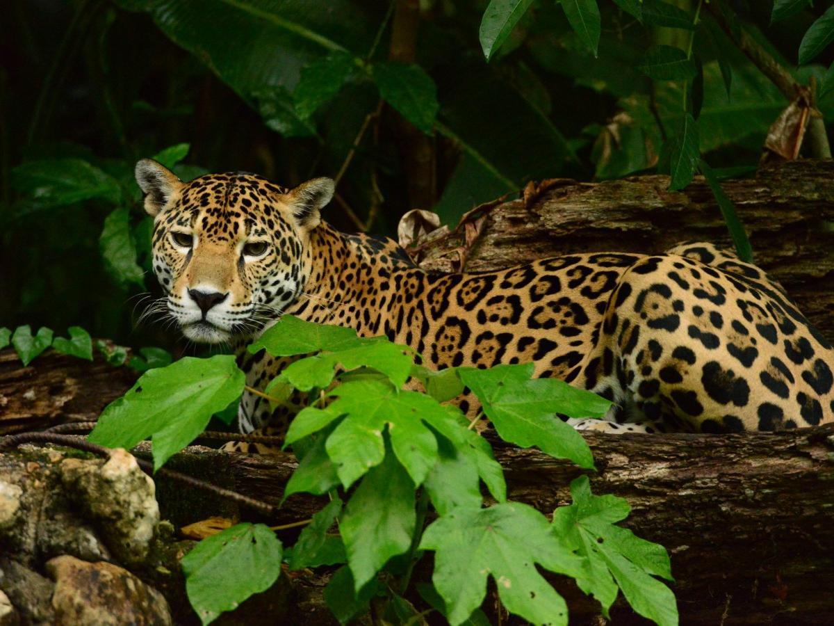 Ocelot，Leopardus pardalis