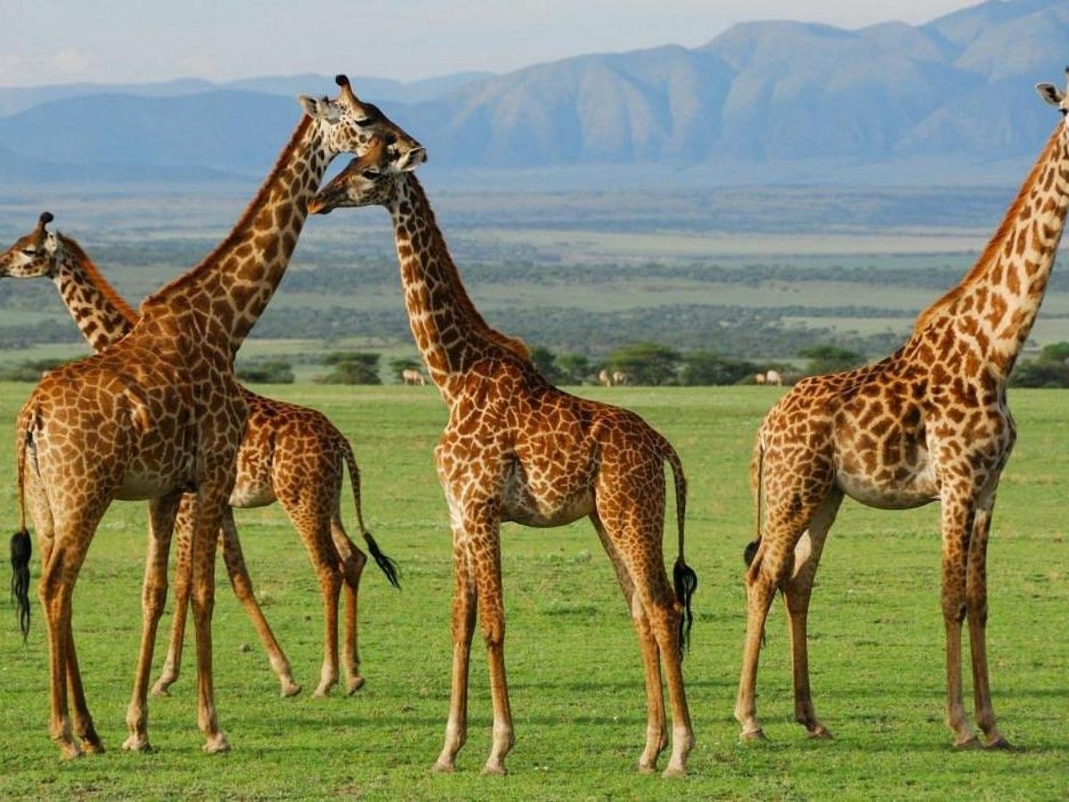 History and Culture of the Serengeti