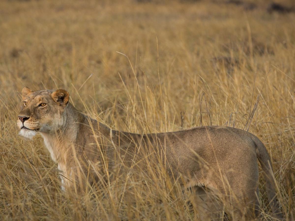 The Lion's Kingship in the Machaba Mountains