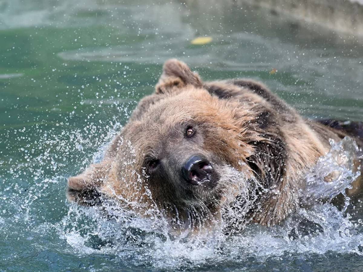Zero-distance shocking experience: step into the world of bears and feel the harmonious coexistence of man and nature!