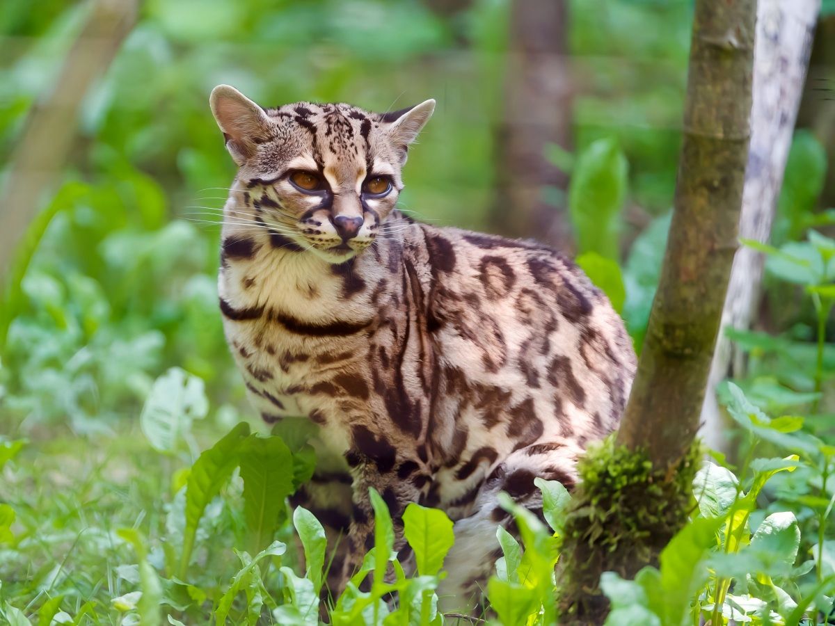 Margay，Leopardus wiedii